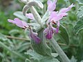 Stachys fontqueri