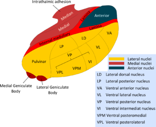 <span class="mw-page-title-main">Intralaminar thalamic nuclei</span>