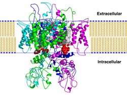 Trpv1 pip2 bilayer.png