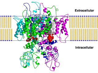 <span class="mw-page-title-main">TRPV1</span> Human protein for regulating body temperature