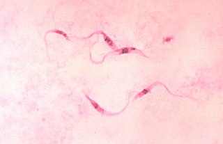 <span class="mw-page-title-main">Trypanosomiasis</span> Medical condition