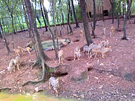 Pilikula Zoo Wolves.jpg