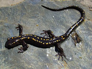 <span class="mw-page-title-main">Caucasian salamander</span> Species of amphibian