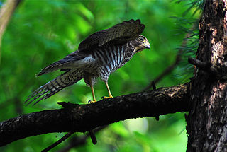 <span class="mw-page-title-main">Japanese sparrowhawk</span> Species of bird