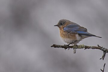 Eastern Bluebird