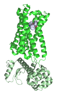 Muscarinic acetylcholine receptor M<sub>2</sub>