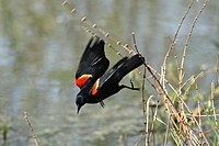 Red-winged blackbird Agelaius phoeniceus 0123.JPG