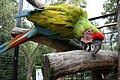 Great Green Macaw