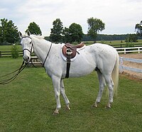 Bailey, a thoroughbred gelding