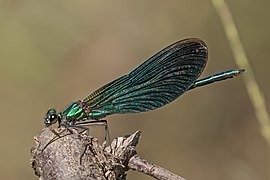 Beautiful demoiselle (Calopteryx virgo) male 3