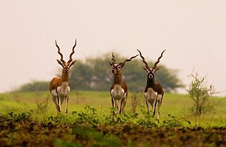 <span class="mw-page-title-main">Deccan thorn scrub forests</span> Ecoregion of India and Sri Lanka