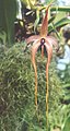 23 février 2013 Bulbophyllum echinolabium