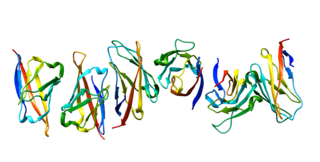 <span class="mw-page-title-main">CD84</span> Protein found in humans