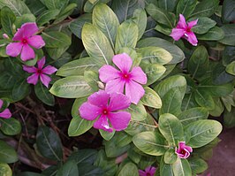 Roze maagdenpalm