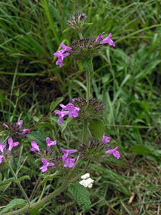 <i>Clinopodium</i> Genus of flowering plants