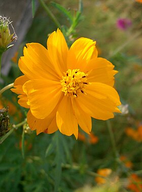 Cosmos sulphureus