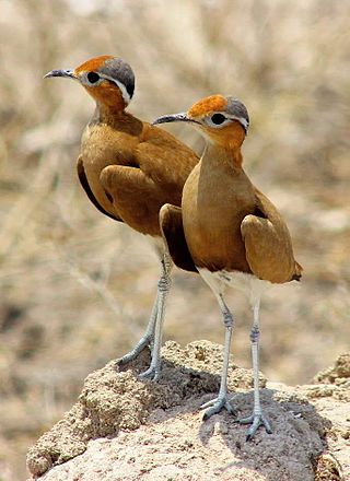 <span class="mw-page-title-main">Burchell's courser</span> Species of bird