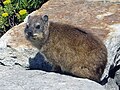 Procavia delle rocce Procavia capensis