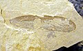 Forewing of Dinokanaga andersoni (Dinopanorpidae), Eocene; Washington state