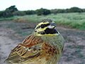 Sövénysármány (Emberiza cirlus)