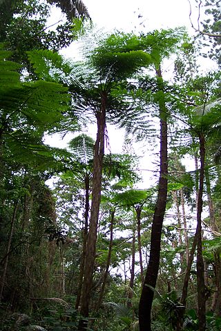 <span class="mw-page-title-main">New Caledonia rain forests</span>