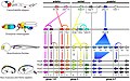 Image 25Homologous hox genes in such different animals as insects and vertebrates control embryonic development and hence the form of adult bodies. These genes have been highly conserved through hundreds of millions of years of evolution. (from Evolutionary developmental biology)