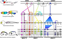 Image from the article Evolutionary developmental biology. Fascinating, and worth reading at least the caption of the image.