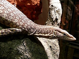 <span class="mw-page-title-main">Black-headed monitor</span> Species of lizard