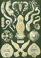 Image 7 Flatworms Credit: Ernst Haeckel, Kunstformen der Natur (1904) The flatworms, flat worms, Platyhelminthes, or platyhelminths (from the Greek πλατύ, platy, meaning "flat" and ἕλμινς (root: ἑλμινθ-), helminth-, meaning "worm") are a phylum of relatively simple bilaterian, unsegmented, soft-bodied invertebrates. Being acoelomates (having no body cavity), and having no specialised circulatory and respiratory organs, they are restricted to having flattened shapes that allow oxygen and nutrients to pass through their bodies by diffusion. The digestive cavity has only one opening for both ingestion (intake of nutrients) and egestion (removal of undigested wastes); as a result, the food can not be processed continuously. (Full article...) More selected pictures