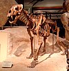 Homotherium