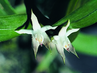 <i>Hormidium</i> Genus of orchids