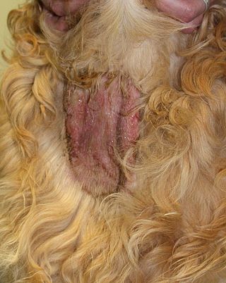 <span class="mw-page-title-main">Pyotraumatic dermatitis</span> Skin disease of dogs and cats