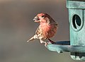 Image 110House finch with a sunflower seed at a feeder in Green-Wood Cemetery