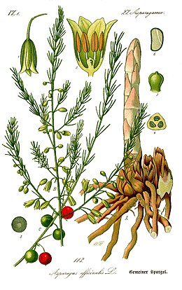 Vaistinis smidras (Asparagus officinalis)