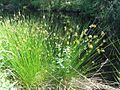 Stórveikasev (Juncus effusus)