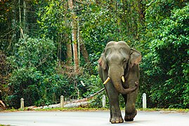 Asiatic elephant, Khao Yai