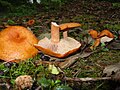 Lactarius rufus