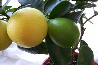 Limequat Hybrid Species of fruit and plant