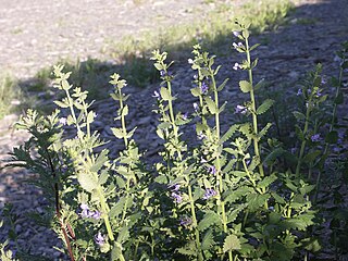 <i>Lophanthus</i> Genus of flowering plants