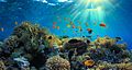 Image 40Marine protected areas are one area of legislation that helps marine ecosystems to thrive. (from Marine conservation)