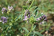 Bunga Medicago sativa