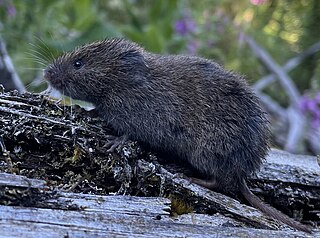 <span class="mw-page-title-main">Creeping vole</span> Species of rodent