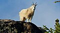 Image 13Mountain goat on Wallaby Peak in the North Cascades (from Cascade Range)