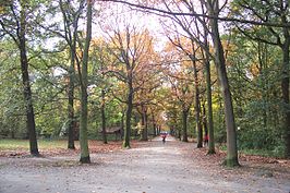 De centrale dreef in deelpark Vogelenzang in het Nachtegalenpark