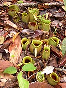 Nepenthes ampullaria