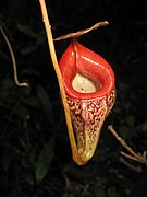 Nepenthes talangensis