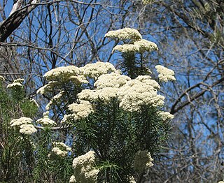 <i>Ozothamnus ferrugineus</i>