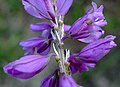 Polygala vulgaris subsp. vulgaris (Details)