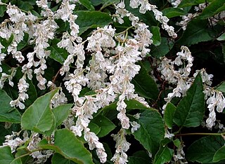 Polygonoideae Subfamily of the knotweed family of plants (Polygonaceae)