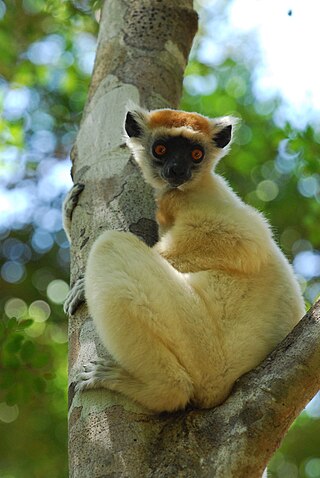 <span class="mw-page-title-main">Golden-crowned sifaka</span> A medium-sized lemur with mostly white fur, prominent furry ears, and a golden-orange crown